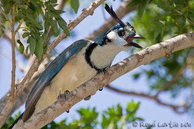 Geai  face blancheWhite-throated Magpie-Jay, Calocitta formosa