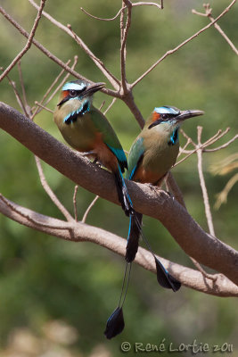 Motmot  sourcils bleusTurquoise-browed Motmot, Eumomota superciliosa