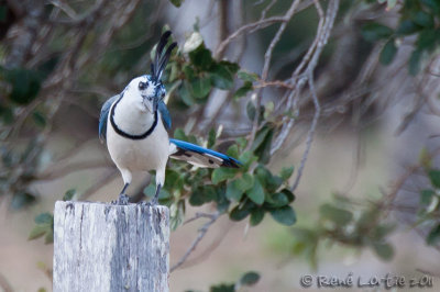 Geai  face blancheWhite-throated Magpie-Jay, Calocitta formosa