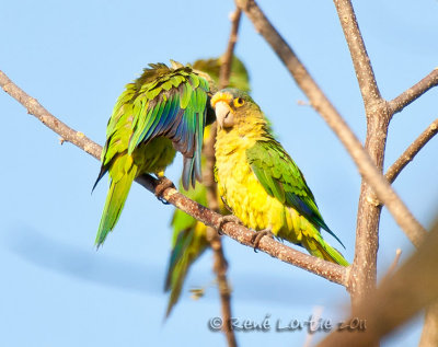 Conure  front rougeOrange-fronted Parakeet, Aratinga canicularis