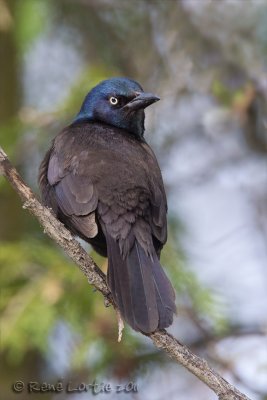 Quiscale bronzCommon Grackle