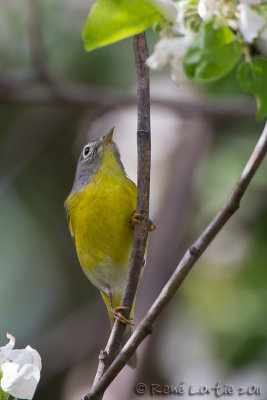 Paruline  joues grisesNashville Warbler