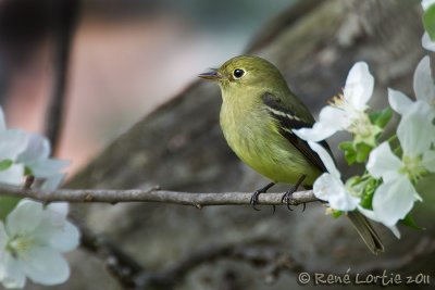 Moucherolle  ventre jauneYellow-bellied Flycatcher