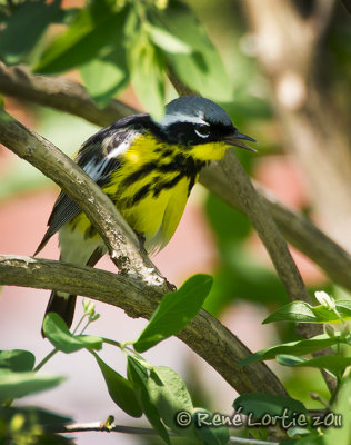Paruline  tte cendreMagnolia Warbler
