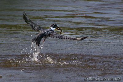 Martin-pcheur d'AmriqueBelted Kingfisher