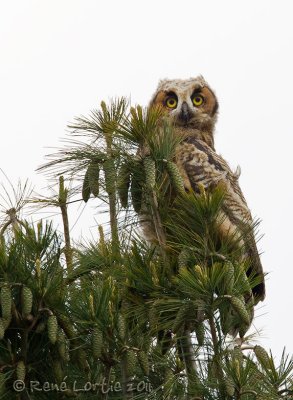 Grand-duc d'AmériqueGreat-horned Owl