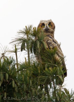 Grand-duc d'AmriqueGreat-horned Owl