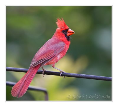 Cardinal rougeNorthern Cardinal