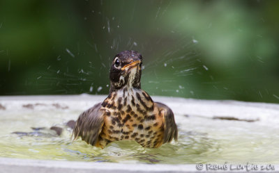 Merle d'AmriqueAmerican Robin