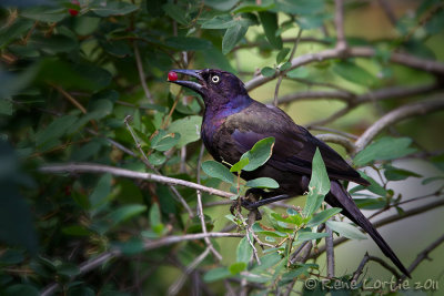Quiscale bronzCommon Grackle