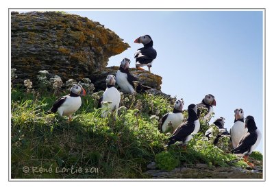 Macareux moine<br>Atlantic Puffin