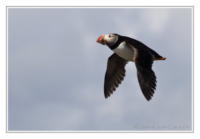 Macareux moineAtlantic Puffin