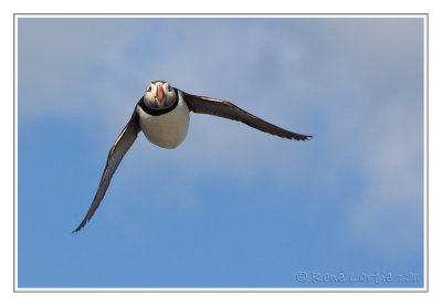 Macareux moineAtlantic Puffin