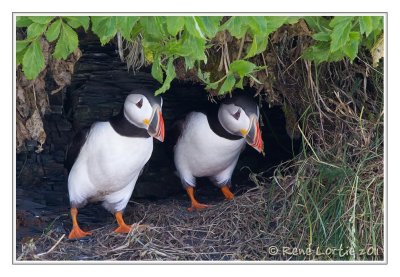 Macareux moineAtlantic Puffin