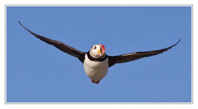 Macareux moine<br/>Atlantic Puffin