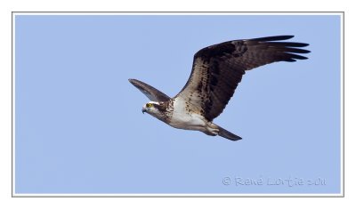 Balbuzard pêcheurOsprey
