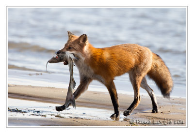 Renard roux<br>Red Fox