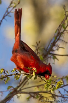 Cardinal rougeNorthern Cardinal