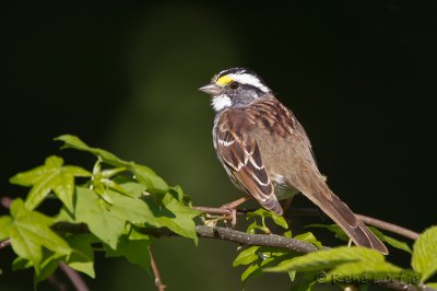Bruant  poitrine blancheWhite-throated Sparrow