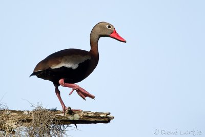 Dendrocygne à ventre noirBlack-bellied Whistling-Duck