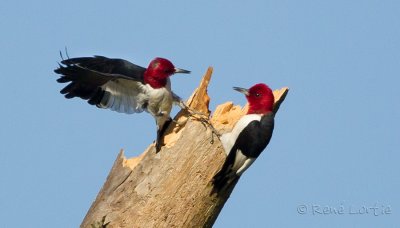 Pics  tte rougeRed-headed Woodpeckers