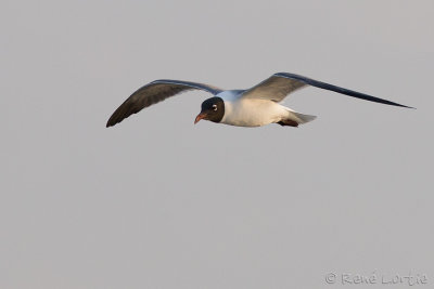 Mouette atricille<br>Laughing Gull