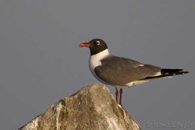 Mouette atricilleLaughing Gull