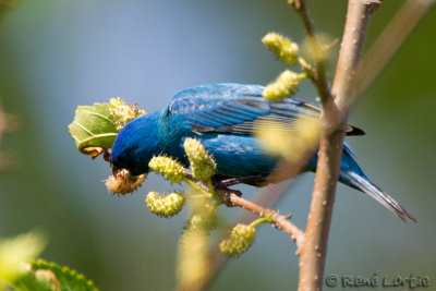 Passerin indigoIndigo Bunting