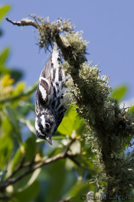 Paruline noir et blancBlack-and-white Warbler