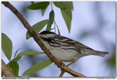 Paruline raye / Blackpoll Warbler