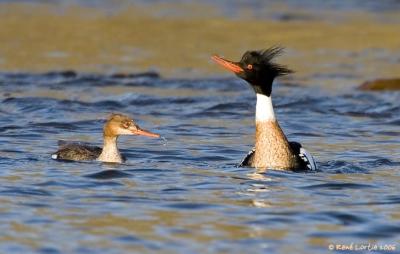 Harle Hupp / Red-breasted Merganser