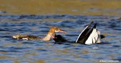 Harle Hupp / Red-breasted Merganser