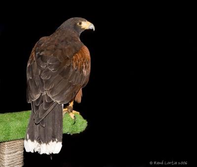 Buse de Harris / Harris's Hawk