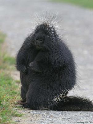 Porc-épic / Porcupine