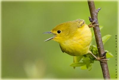 27 mai 2006  Paruline jaune / Yellow Warbler