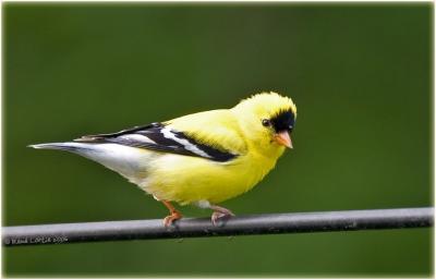 8 juin 2006  Chardonneret jaune / American Goldfinch