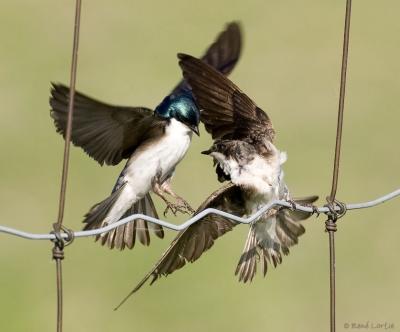 16 juin 2006  Hirondelles bicolores / Tree Swallow