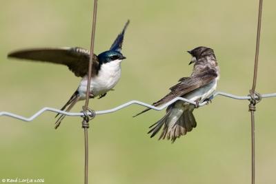 Hirondelles bicolores / Tree Swallows