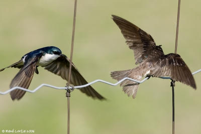 Hirondelles bicolores / Tree Swallows