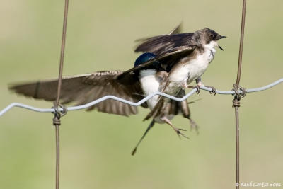 Hirondelles bicolores / Tree Swallows