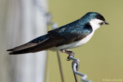 19 juin 2006  Hirondelle bicolore / Tree Swallow