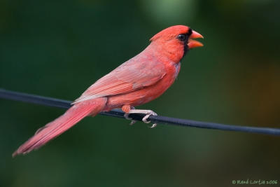 20 juin 2006  Cardinal rouge