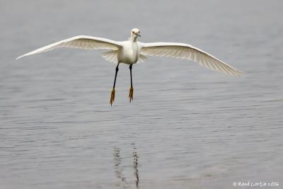 Aigrette neigeuse / Snowy Egret