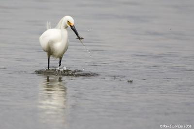 Aigrette neigeuse / Snowy Egret