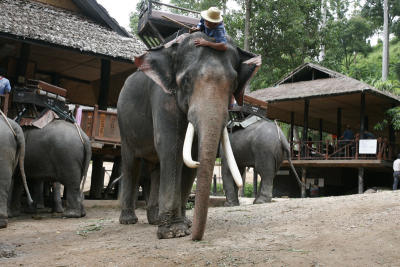Elephant Rider looking for Lice3477.jpg