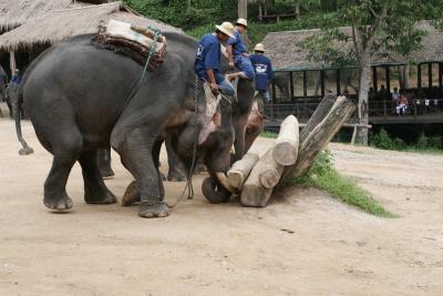 Elephants showing Timbering Skills 3481.jpg