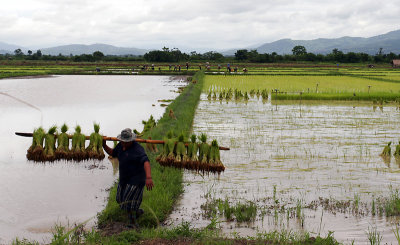 Rice Farmers.jpg