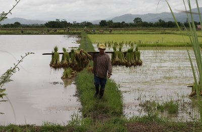 Farmer Transplanting Rice .jpg