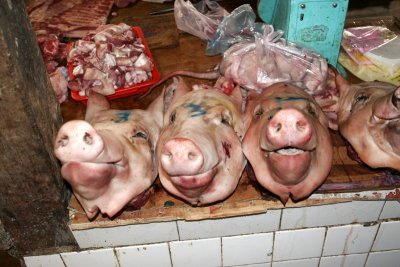 Pig Heads 522.jpg