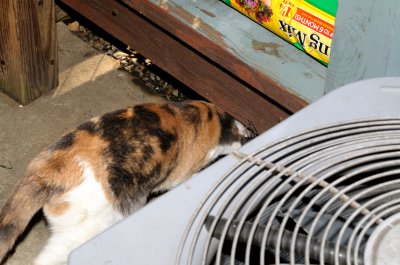 Feral Kitty